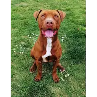 Foto dell\'animale cane - Matr. 2018/2496 - Microchip 380260043849452