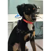 Foto dell\'animale cane - Matr. 2018/2497 - Microchip 380260043854170