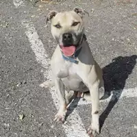 Foto dell\'animale cane - Matr. 2004/2085 - Microchip 380098101239128