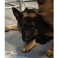 Foto dell\'animale cane - Matr. 2018/0506 - Microchip 380260140055708