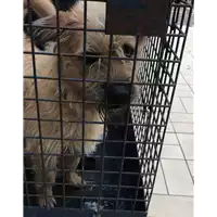 Foto dell\'animale cane - Matr. 2018/2498 - Microchip 380260002754238
