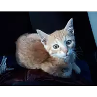 Foto dell\'animale gatto - Matr. 2018/2502 - Microchip 380260043854135