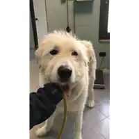 Foto dell\'animale cane - Matr. 2018/2499 - Microchip 380260043680957