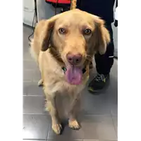 Foto dell\'animale cane - Matr. 2018/2501 - Microchip 380260043853671