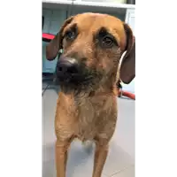 Foto dell\'animale cane - Matr. 2018/2500 - Microchip 380260043853624