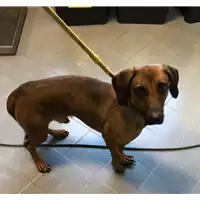 Foto dell\'animale cane - Matr. 2018/2504 - Microchip 380260043853649