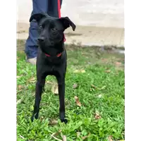 Foto dell\'animale cane - Matr. 2017/2467 - Microchip 380260042816334