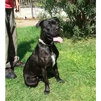 Foto dell\'animale cane - Matr. 2016/1713 - Microchip 380260100019365