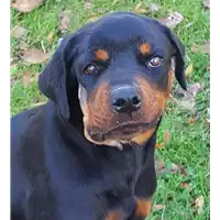 Foto dell\'animale cane - Matr. 2018/2505 - Microchip 380260043853889