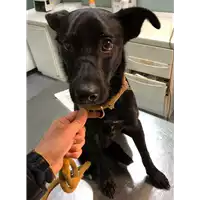 Foto dell\'animale cane - Matr. 2018/2506 - Microchip 380260043853998