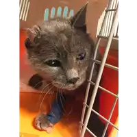 Foto dell\'animale gatto - Matr. 2018/2507 - Microchip 380260043853605