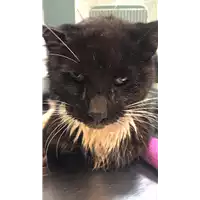 Foto dell\'animale gatto - Matr. 2018/2509 - Microchip 380260043853638