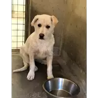 Foto dell\'animale cane - Matr. 2018/2508 - Microchip 380260043854562