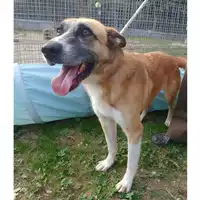 Foto dell\'animale cane - Matr. 2018/2510 - Microchip 380260043853048