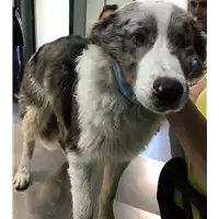 Foto dell\'animale cane - Matr. 2018/2514 - Microchip 380260043853644