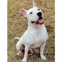 Foto dell\'animale cane - Matr. 2018/2512 - Microchip 380260043853678