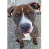 Foto dell\'animale cane - Matr. 2018/2513 - Microchip 380260043854245
