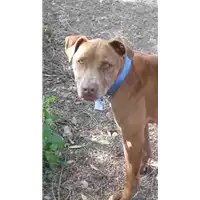 Foto dell\'animale cane - Matr. 2016/1662 - Microchip 981100002061361