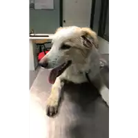 Foto dell\'animale cane - Matr. 2018/2518 - Microchip 380260043854430