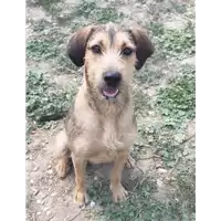 Foto dell\'animale cane - Matr. 2018/2522 - Microchip 380260043854154