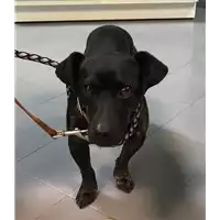 Foto dell\'animale cane - Matr. 2018/2524 - Microchip 380260043854348