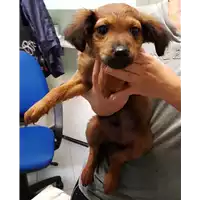 Foto dell\'animale cane - Matr. 2018/2343 - Microchip 380260043534913