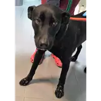 Foto dell\'animale cane - Matr. 2018/2526 - Microchip 380260043853795