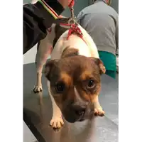 Foto dell\'animale cane - Matr. 2018/2527 - Microchip 380260100550439