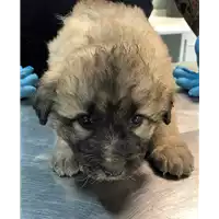 cane - Matr. 2018/2530 - Microchip 380260043634155