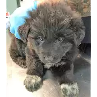 cane - Matr. 2018/2532 - Microchip 380260043848549