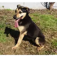 Foto dell\'animale cane - Matr. 2016/1057 - Microchip 380260042831359