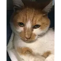 Foto dell\'animale gatto - Matr. 2018/2541 - Microchip 380260043634277