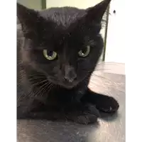 Foto dell\'animale gatto - Matr. 2018/2542 - Microchip 380260043848442