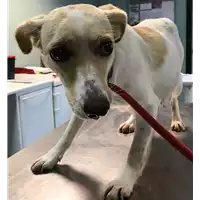 Foto dell\'animale cane - Matr. 2018/2544 - Microchip 380260043634062