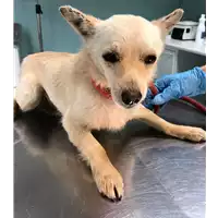 Foto dell\'animale cane - Matr. 2018/2543 - Microchip 380260043633594