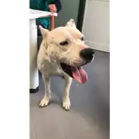 Foto dell\'animale cane - Matr. 2018/2545 - Microchip 380260043633579