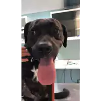 Foto dell\'animale cane - Matr. 2018/2546 - Microchip 380260043853695