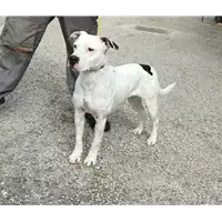 Foto dell\'animale cane - Matr. 2016/1062 - Microchip 380260042836098