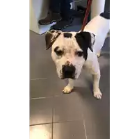 Foto dell\'animale cane - Matr. 2018/2547 - Microchip 380260100675055
