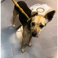 Foto dell\'animale cane - Matr. 2018/2552 - Microchip 380260043853732