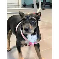 Foto dell\'animale cane - Matr. 2017/000004707 - Microchip 380260042909049