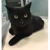Foto dell\'animale gatto - Matr. 2018/2555 - Microchip 380260043853826