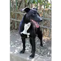 Foto dell\'animale cane - Matr. 2017/0264 - Microchip 380260042561949