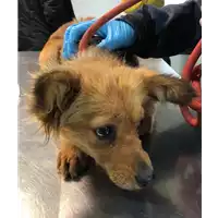 Foto dell\'animale cane - Matr. 2018/2556 - Microchip 380260043854186