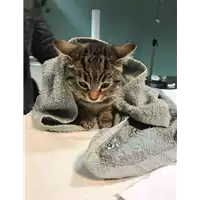 Foto dell\'animale gatto - Matr. 2018/2558 - Microchip 380260043853389
