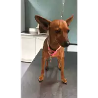 cane - Matr. 2018/2561 - Microchip 380260043854119