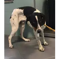 cane - Matr. 2018/2562 - Microchip 380260043853900