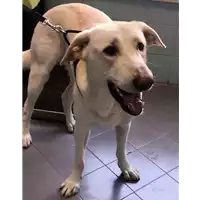 Foto dell\'animale cane - Matr. 2017/1162 - Microchip 380260043318886