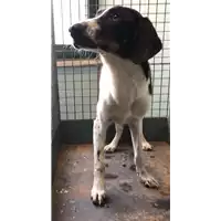 Foto dell\'animale cane - Matr. 2018/2563 - Microchip 380260043853859