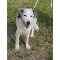 Foto dell\'animale cane - Matr. 2018/1731 - Microchip 380260042933281